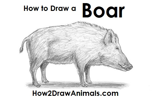 Wild Boar Pig Drawing How to Draw a Wild Boar Pig Side View