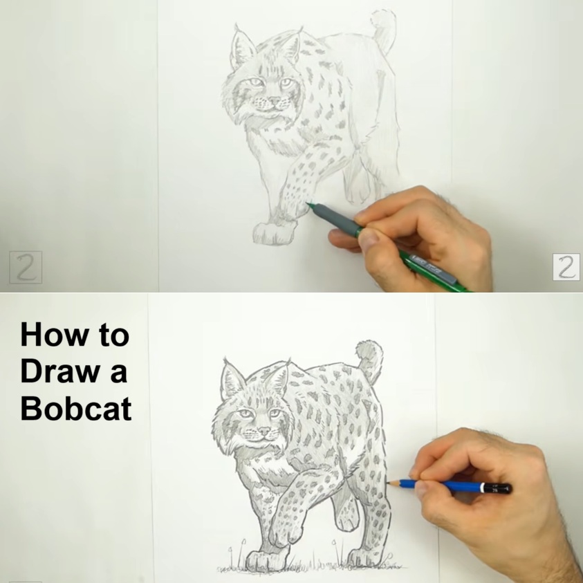 Draw Bobcat Raised Leg and Tail Line How to Draw a Bobcat Tail and Leg Guides