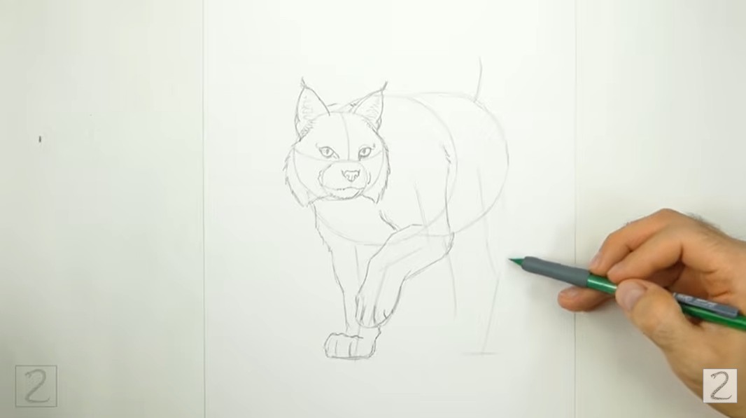 Draw Bobcat Stepping Leg How to Draw Bobcat Second Front Leg
