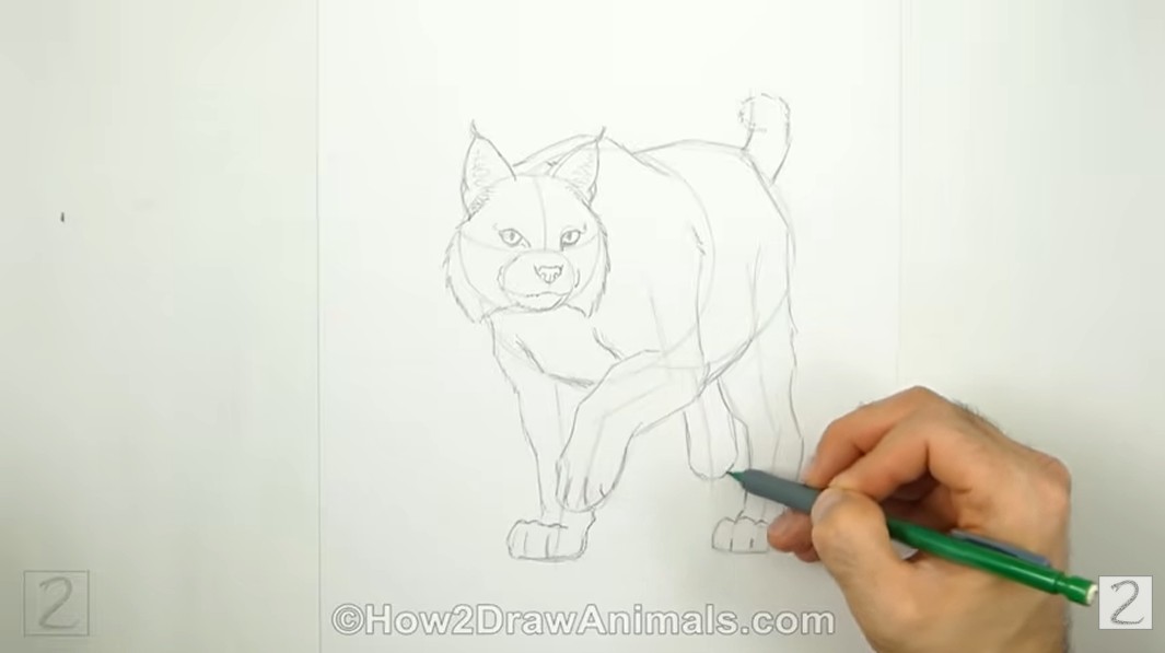 Draw Bobcat Back Leg How to Draw a Bobcat Hind Leg