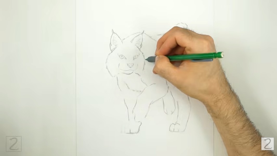 Erase Bobcat Guidelines How to Draw a Bobcat Clean Lines