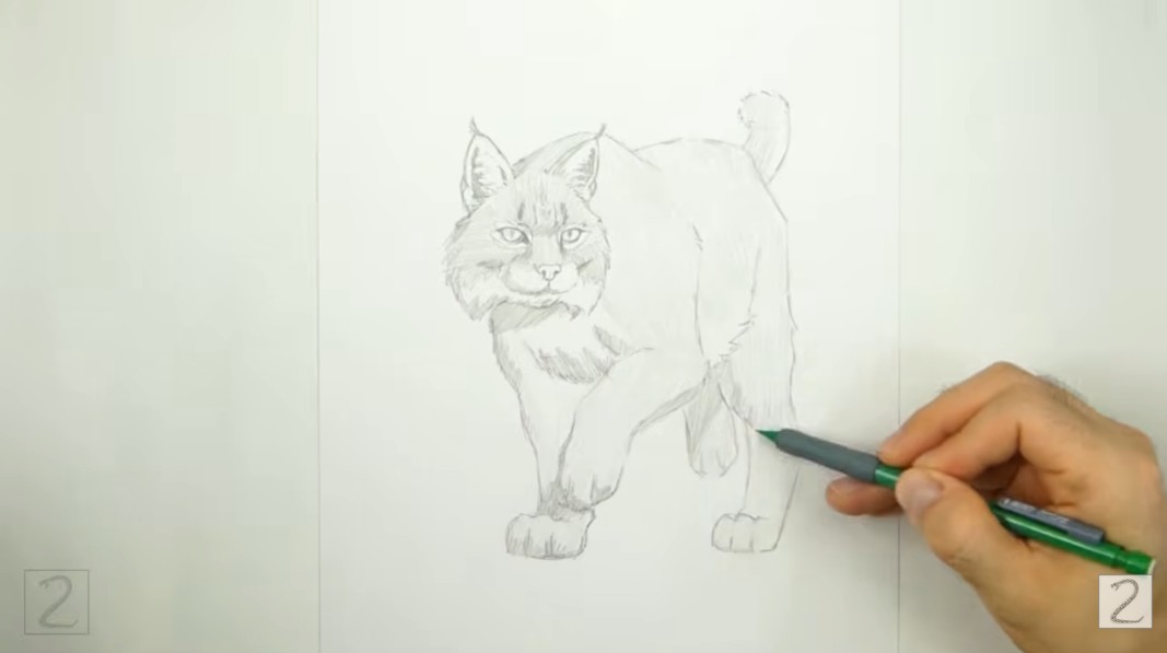Final Shaded Bobcat Drawing How to Draw a Shaded Bobcat