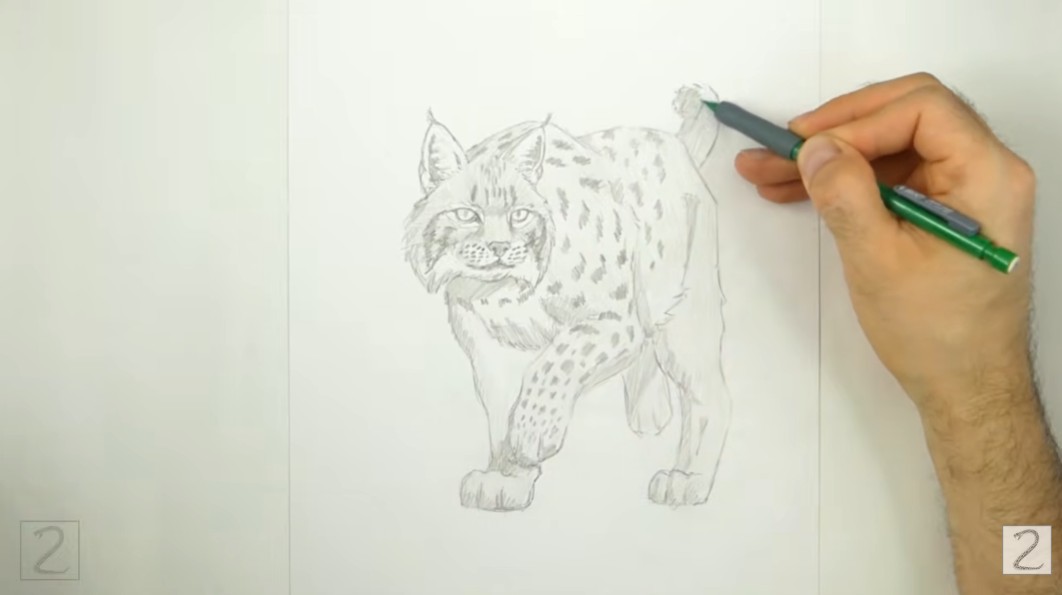 Draw Bobcat First Leg Line How to Draw a Bobcat Front Leg Guide