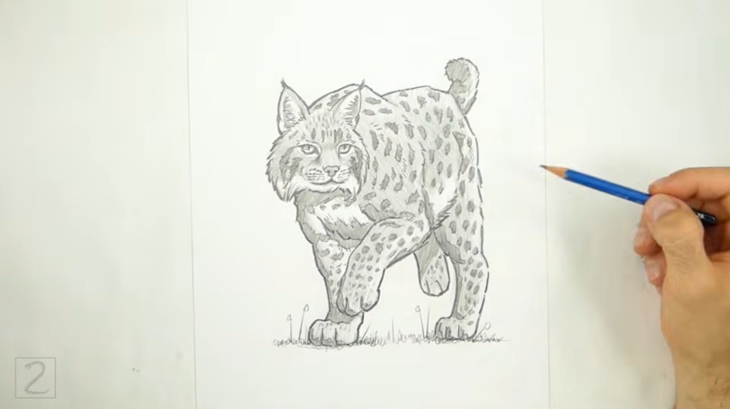 Draw Bobcat Hind Leg Line How to Draw a Bobcat Hind Leg Guide