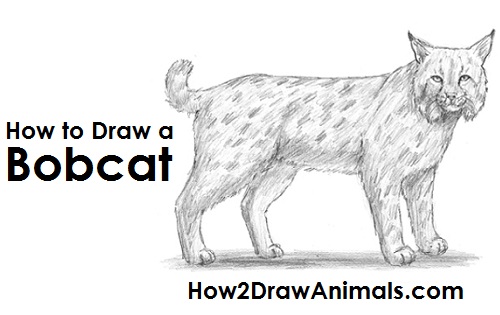 Bobcat Drawing Draw Bobcat