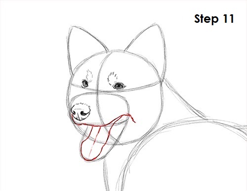 Draw Border Collie 11