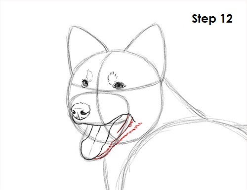 Draw Border Collie 12