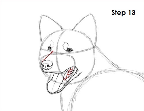 Draw Border Collie 13