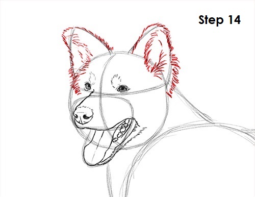 Draw Border Collie 14