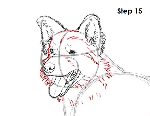 Border Collie Dog 15 Draw Border Collie 15