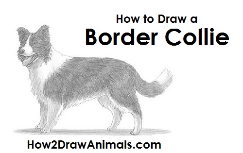 Draw a Border Collie Dog Draw Border Collie