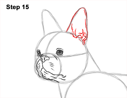 Draw a Boston Terrier Dog Side View 15 How to Draw a Boston Terrier Puppy Dog 15