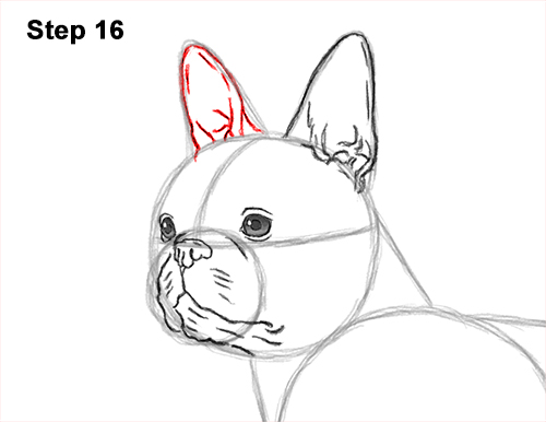 Draw a Boston Terrier Dog Side View 16 How to Draw a Boston Terrier Puppy Dog 16