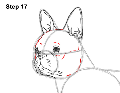 Draw a Boston Terrier Dog Side View 17 How to Draw a Boston Terrier Puppy Dog 17
