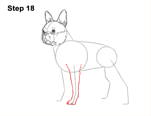Draw a Boston Terrier Dog Side View 18 How to Draw a Boston Terrier Puppy Dog 18