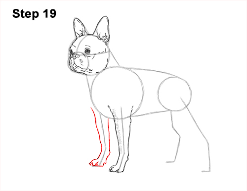 Draw a Boston Terrier Dog Side View 19 How to Draw a Boston Terrier Puppy Dog 19