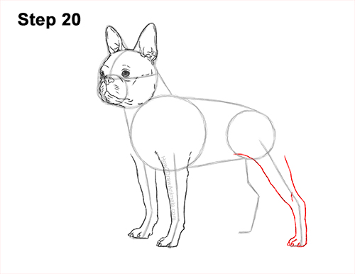 Draw a Boston Terrier Dog Side View 20 How to Draw a Boston Terrier Puppy Dog 20