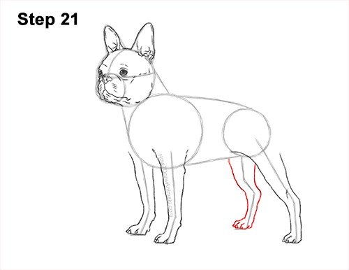 Draw a Boston Terrier Dog Side View 21 How to Draw a Boston Terrier Puppy Dog 21