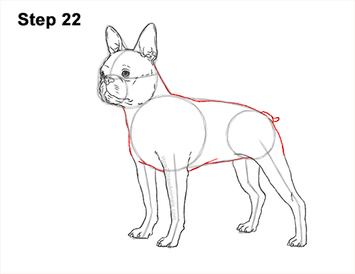 Draw a Boston Terrier Dog Side View 22 How to Draw a Boston Terrier Puppy Dog 22