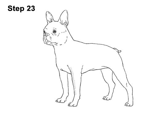 Draw a Boston Terrier Dog Side View 23 How to Draw a Boston Terrier Puppy Dog 23
