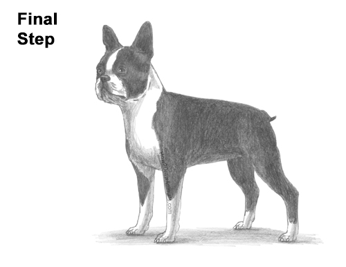 Draw a Boston Terrier Dog Side View How to Draw a Boston Terrier Puppy Dog