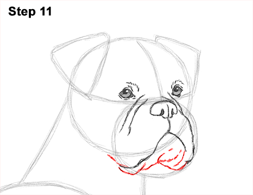 Draw Boxer Dog 11
