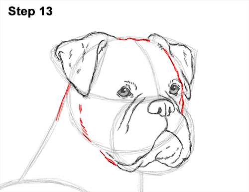 Draw Boxer Dog 13