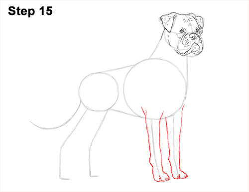 Boxer Dog Drawing 15 Draw Boxer Dog 15