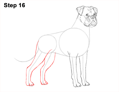 Boxer Dog Drawing 16 Draw Boxer Dog 16