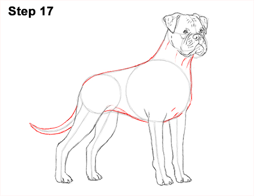 Boxer Dog Drawing 17 Draw Boxer Dog 17