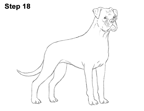 Boxer Dog Drawing 18 Draw Boxer Dog 18