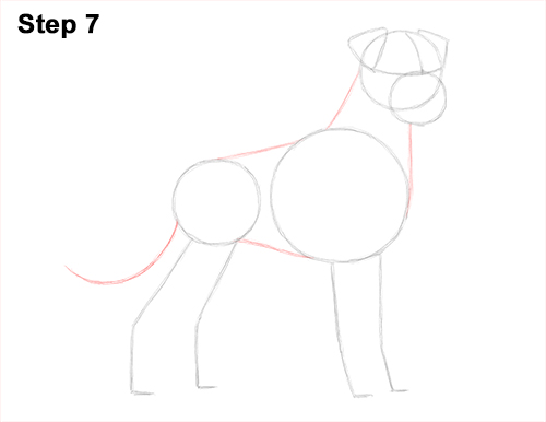 Draw Boxer Dog 7