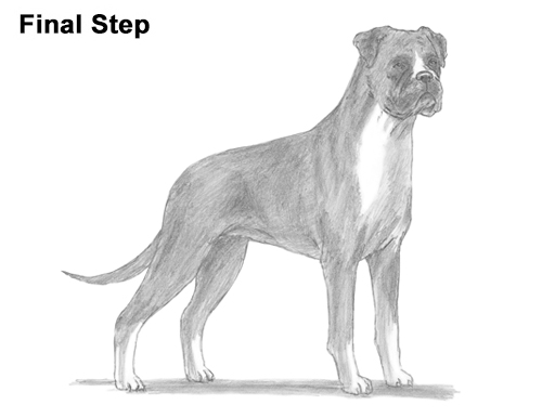 Boxer Dog Drawing Draw Boxer Dog