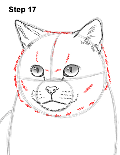 How to Draw British Blue Shorthair Cat Sitting 17