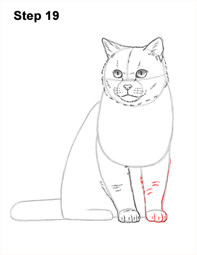 How to Draw British Blue Shorthair Cat Sitting 19