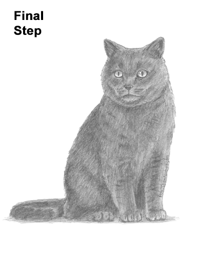 How to Draw British Blue Shorthair Cat Sitting