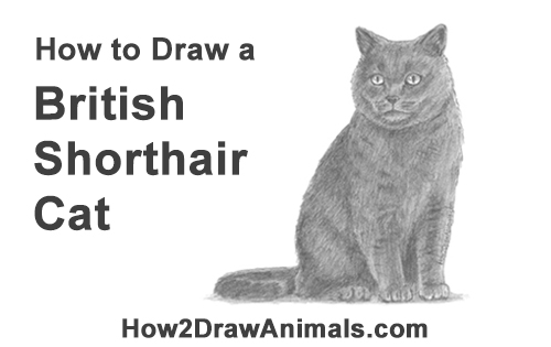 Draw British Shorthair Cat Sitting How to Draw British Blue Shorthair Cat Sitting