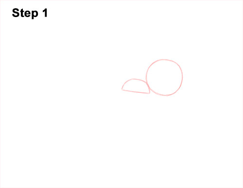 How to Draw a Brown Recluse 1
