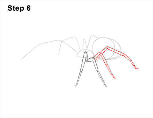 How to Draw a Brown Recluse 6