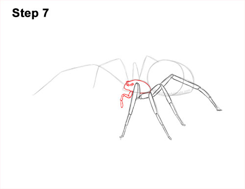 How to Draw a Brown Recluse 7
