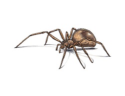 How to Draw a Brown Recluse