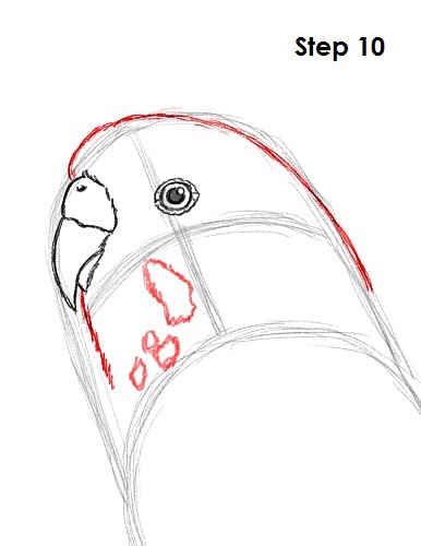 Budgie Parakeet Drawing 10 Draw Parakeet Bird 10