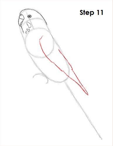 Budgie Parakeet Drawing 11 Draw Parakeet Bird 11