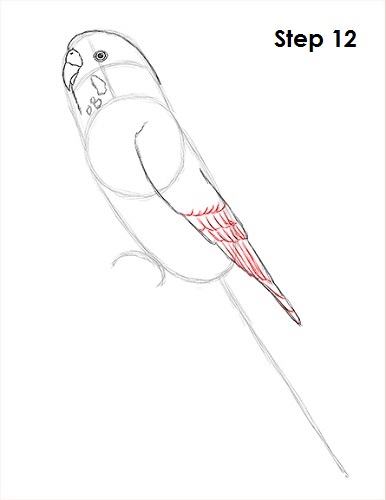 Budgie Parakeet Drawing 12 Draw Parakeet Bird 12