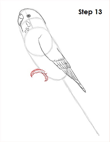 Budgie Parakeet Drawing 13 Draw Parakeet Bird 13