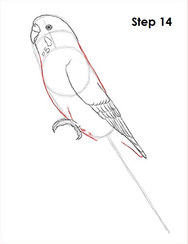 Budgie Parakeet Drawing 14 Draw Parakeet Bird 14
