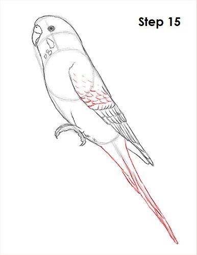 Budgie Parakeet Drawing 15 Draw Parakeet Bird 15
