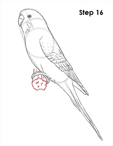 Budgie Parakeet Drawing 16 Draw Parakeet Bird 16
