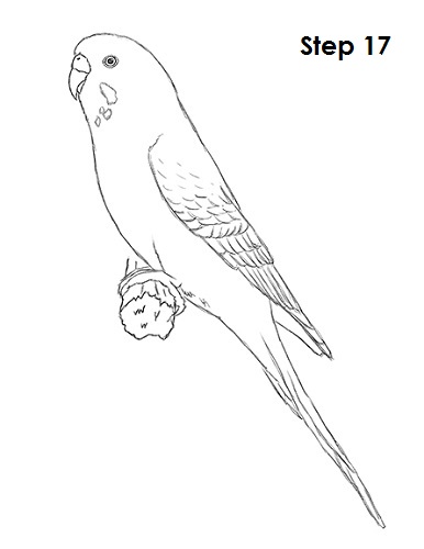Budgie Parakeet Drawing 17 Draw Parakeet Bird 17