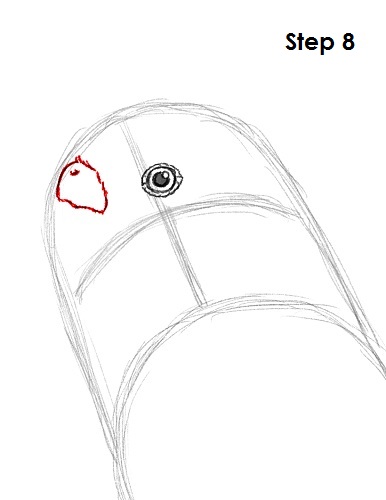 Budgie Parakeet Drawing 8 Draw Parakeet Bird 8